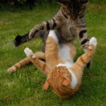 Cat-Fight13