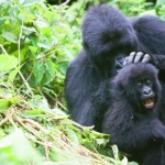 gorilla